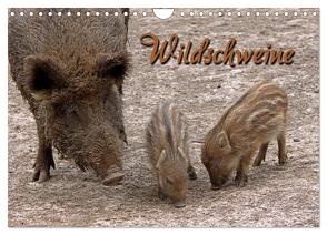 Wildschweine (Wandkalender 2024 DIN A4 quer), CALVENDO Monatskalender von Berg,  Martina
