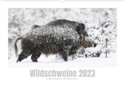 Wildschweine – Wildlife Fotografien (Wandkalender 2023 DIN A2 quer) von Breuer,  Michael