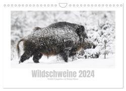 Wildschweine – Wildlife Fotografien (Wandkalender 2024 DIN A4 quer), CALVENDO Monatskalender von Breuer,  Michael