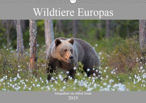 Wildtiere Europas (Wandkalender 2019 DIN A3 quer) von Trunk,  Alfred