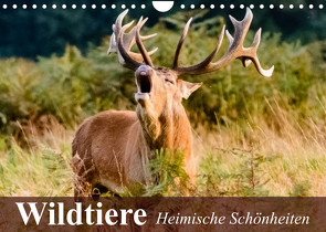 Wildtiere. Heimische Schönheiten (Wandkalender 2023 DIN A4 quer) von Stanzer,  Elisabeth