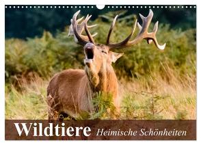 Wildtiere. Heimische Schönheiten (Wandkalender 2024 DIN A3 quer), CALVENDO Monatskalender von Stanzer,  Elisabeth