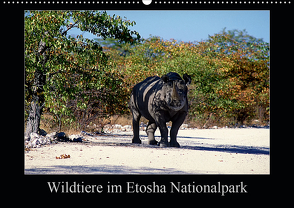 Wildtiere im Etosha Nationalpark (Wandkalender 2021 DIN A2 quer) von Steenblock,  Ewald