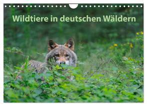 Wildtiere in deutschen Wäldern (Wandkalender 2024 DIN A4 quer), CALVENDO Monatskalender von Jähne,  Karin