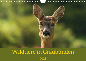 Wildtiere in GraubündenCH-Version (Wandkalender 2023 DIN A4 quer) von Plattner,  Jürg