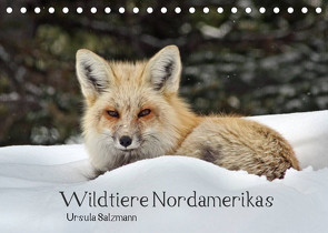 Wildtiere Nordamerikas (Tischkalender 2023 DIN A5 quer) von Salzmann,  Ursula