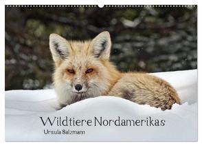 Wildtiere Nordamerikas (Wandkalender 2024 DIN A2 quer), CALVENDO Monatskalender von Salzmann,  Ursula