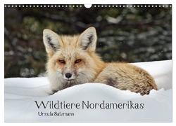 Wildtiere Nordamerikas (Wandkalender 2024 DIN A3 quer), CALVENDO Monatskalender von Salzmann,  Ursula