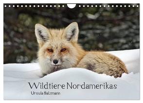 Wildtiere Nordamerikas (Wandkalender 2024 DIN A4 quer), CALVENDO Monatskalender von Salzmann,  Ursula