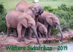 Wildtiere Südafrikas / GeburtstagskalenderCH-Version (Wandkalender 2019 DIN A4 quer) von Beringer,  Robert