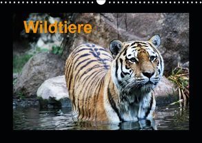 Wildtiere (Wandkalender 2019 DIN A3 quer) von Knof,  Claudia, www.cknof.de