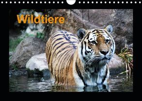 Wildtiere (Wandkalender 2019 DIN A4 quer) von Knof,  Claudia, www.cknof.de