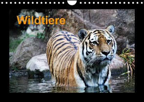Wildtiere (Wandkalender 2023 DIN A4 quer) von Knof,  Claudia, www.cknof.de