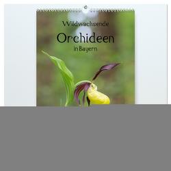 Wildwachsende Orchideen in Bayern (hochwertiger Premium Wandkalender 2024 DIN A2 hoch), Kunstdruck in Hochglanz von Birzer,  Christian