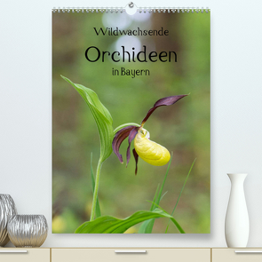 Wildwachsende Orchideen in Bayern (Premium, hochwertiger DIN A2 Wandkalender 2023, Kunstdruck in Hochglanz) von Birzer,  Christian