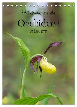 Wildwachsende Orchideen in Bayern (Tischkalender 2024 DIN A5 hoch), CALVENDO Monatskalender von Birzer,  Christian