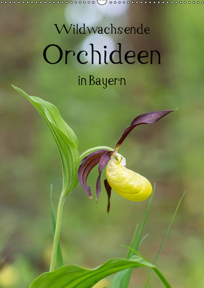 Wildwachsende Orchideen in Bayern (Wandkalender 2019 DIN A2 hoch) von Birzer,  Christian