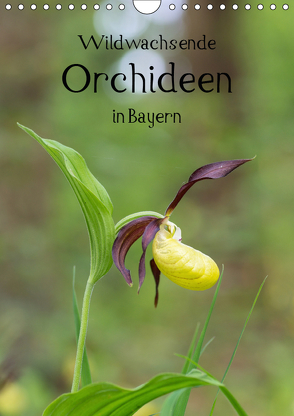 Wildwachsende Orchideen in Bayern (Wandkalender 2019 DIN A4 hoch) von Birzer,  Christian