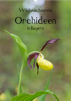 Wildwachsende Orchideen in Bayern (Wandkalender 2023 DIN A2 hoch) von Birzer,  Christian