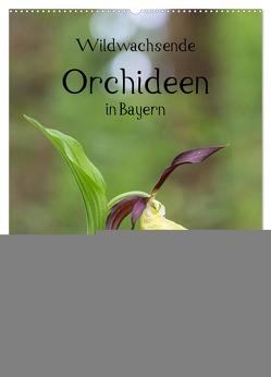 Wildwachsende Orchideen in Bayern (Wandkalender 2024 DIN A2 hoch), CALVENDO Monatskalender von Birzer,  Christian