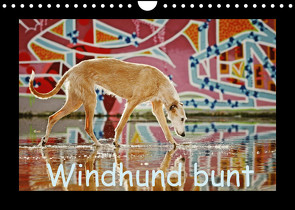 Windhund bunt (Wandkalender 2022 DIN A4 quer) von Köntopp,  Kathrin
