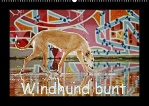 Windhund bunt (Wandkalender 2023 DIN A2 quer) von Köntopp,  Kathrin