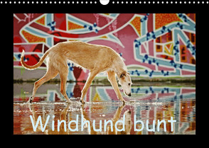 Windhund bunt (Wandkalender 2023 DIN A3 quer) von Köntopp,  Kathrin
