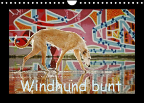 Windhund bunt (Wandkalender 2023 DIN A4 quer) von Köntopp,  Kathrin
