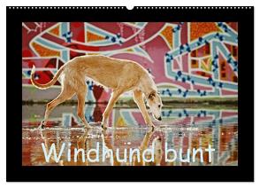 Windhund bunt (Wandkalender 2024 DIN A2 quer), CALVENDO Monatskalender von Köntopp,  Kathrin