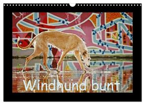 Windhund bunt (Wandkalender 2024 DIN A3 quer), CALVENDO Monatskalender von Köntopp,  Kathrin