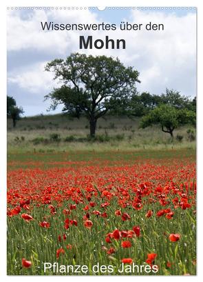 Wissenswertes über den Mohn – Pflanze des Jahres (Wandkalender 2024 DIN A2 hoch), CALVENDO Monatskalender von Schmitt,  Georg