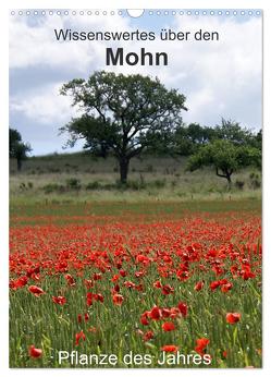 Wissenswertes über den Mohn – Pflanze des Jahres (Wandkalender 2024 DIN A3 hoch), CALVENDO Monatskalender von Schmitt,  Georg