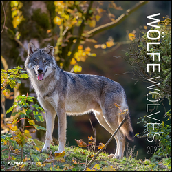 Wölfe 2023 – Broschürenkalender 30×30 cm (30×60 geöffnet) – Kalender mit Platz für Notizen – Wolves – Bildkalender – Wandplaner – Alpha Edition