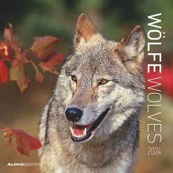 Wölfe 2024 – Broschürenkalender 30×30 cm (30×60 geöffnet) – Kalender mit Platz für Notizen – Wolves – Bildkalender – Wandplaner – Alpha Edition