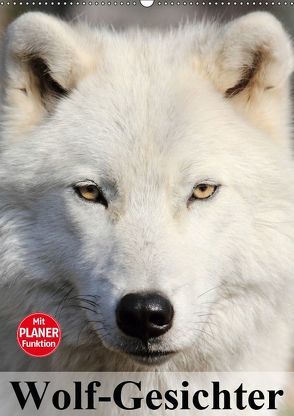 Wolf-Gesichter (Wandkalender 2019 DIN A2 hoch) von Stanzer,  Elisabeth
