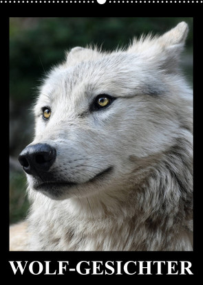 Wolf-Gesichter (Wandkalender 2023 DIN A2 hoch) von Stanzer,  Elisabeth