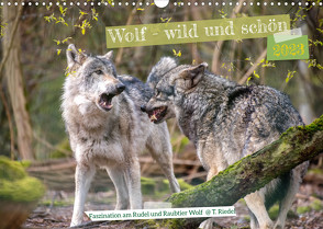 Wolf – wild und schön (Wandkalender 2023 DIN A3 quer) von Riedel,  Tanja