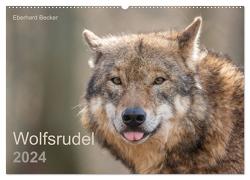 Wolfsrudel (Wandkalender 2024 DIN A2 quer), CALVENDO Monatskalender von Becker,  Eberhard