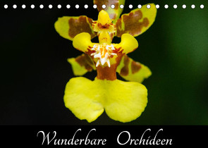 Wunderbare Orchideen (Tischkalender 2023 DIN A5 quer) von Woehlke,  Juergen