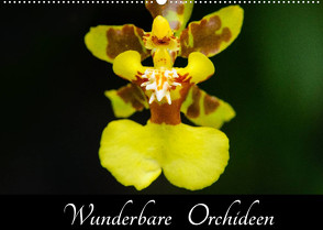 Wunderbare Orchideen (Wandkalender 2022 DIN A2 quer) von Woehlke,  Juergen