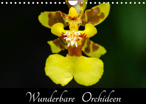 Wunderbare Orchideen (Wandkalender 2023 DIN A4 quer) von Woehlke,  Juergen