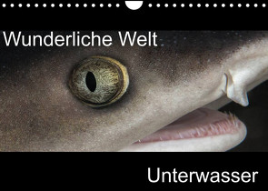 Wunderliche Welt Unterwasser (Wandkalender 2023 DIN A4 quer) von Bucher,  Markus