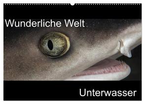 Wunderliche Welt Unterwasser (Wandkalender 2024 DIN A2 quer), CALVENDO Monatskalender von Bucher,  Markus