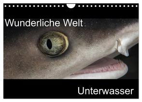 Wunderliche Welt Unterwasser (Wandkalender 2024 DIN A4 quer), CALVENDO Monatskalender von Bucher,  Markus