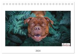 Wunderschöne Bulldoggen (Tischkalender 2024 DIN A5 quer), CALVENDO Monatskalender von Video Verlags GmbH,  Power