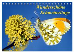 Wunderschöne Schmetterlinge (Tischkalender 2024 DIN A5 quer), CALVENDO Monatskalender von Reupert,  Lothar
