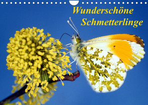 Wunderschöne Schmetterlinge (Wandkalender 2022 DIN A4 quer) von Reupert,  Lothar