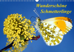 Wunderschöne Schmetterlinge (Wandkalender 2023 DIN A3 quer) von Reupert,  Lothar