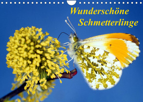 Wunderschöne Schmetterlinge (Wandkalender 2023 DIN A4 quer) von Reupert,  Lothar