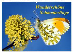 Wunderschöne Schmetterlinge (Wandkalender 2024 DIN A2 quer), CALVENDO Monatskalender von Reupert,  Lothar